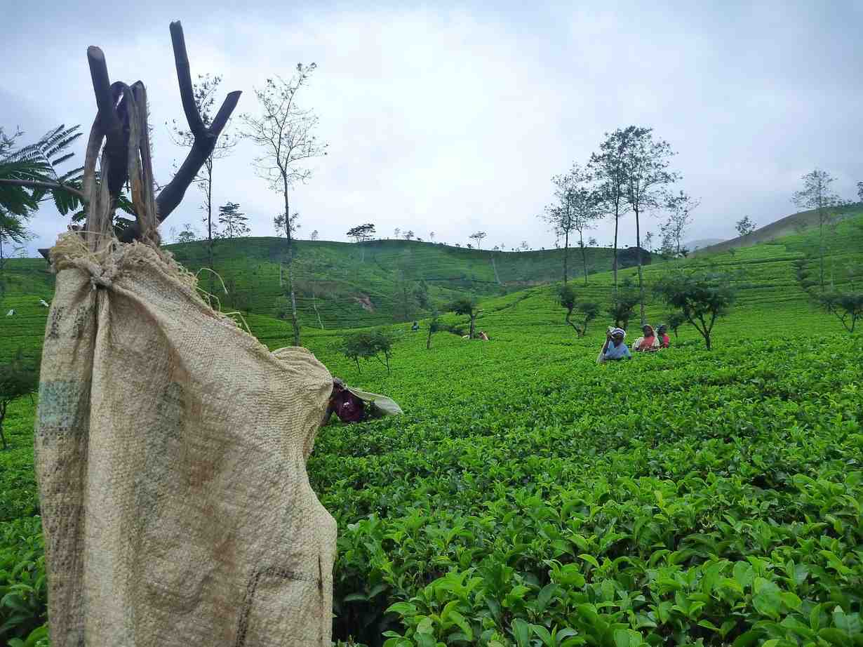 Scenic tea plantations in Sri Lanka hill country