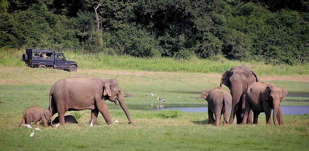 Wild elephant in Kaudulla National Park Sri Lanka